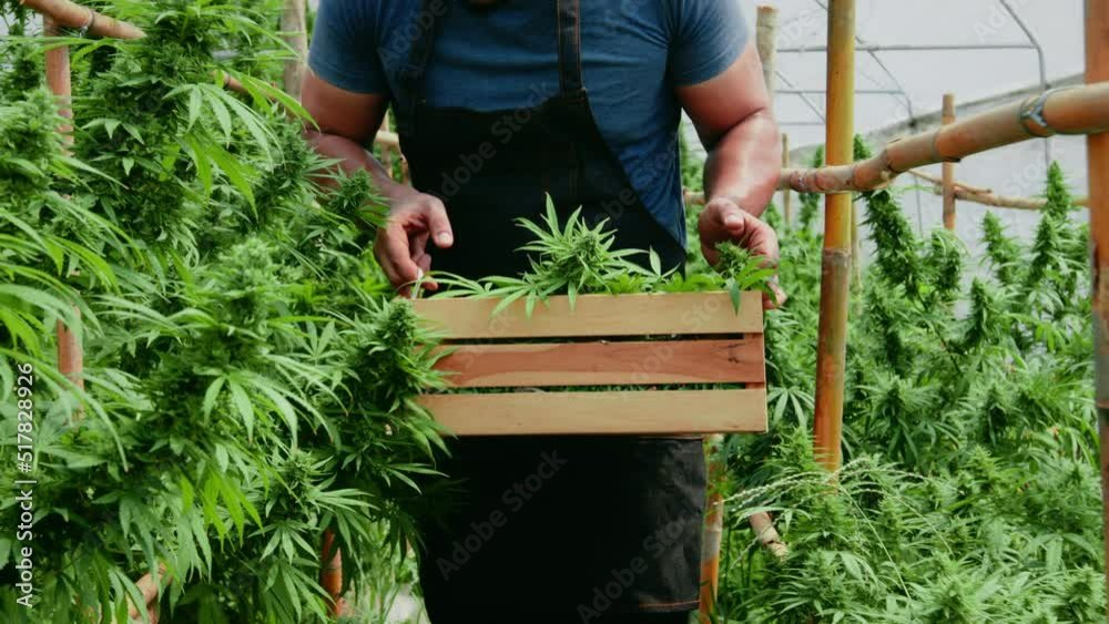 Verilife Dispensary Experience in Modern Cannabis Retail